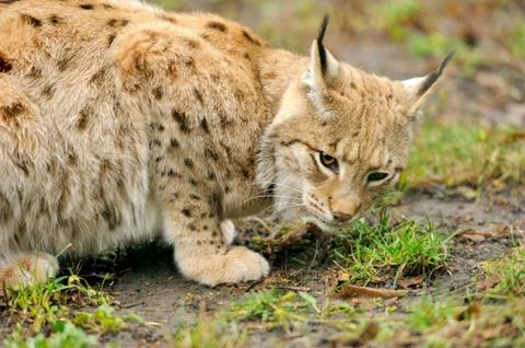 Young lynx Stock-Fotos