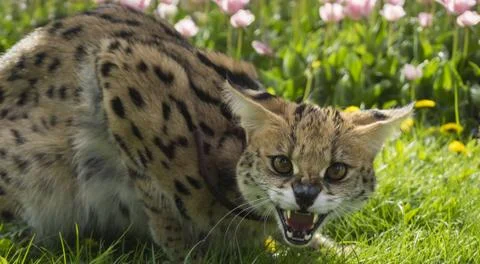 Young Lynx running in green forest. Wildlife scene from nature. Stock Photos