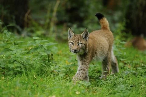A young lynx steps carefully through the green undergrowth of the forest, Stock Photos