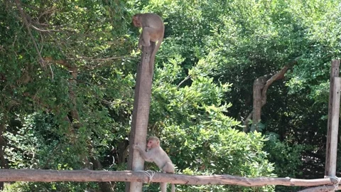 Young macaque climbing a wooden post while another monkey sits Stock Footage 340207586
