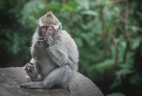 Young macaque eating Stock Photos