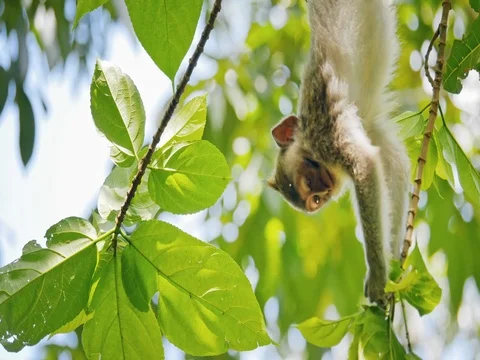 Young macaque monkey climbing and hanging upside down on tree branch in forest 73544241