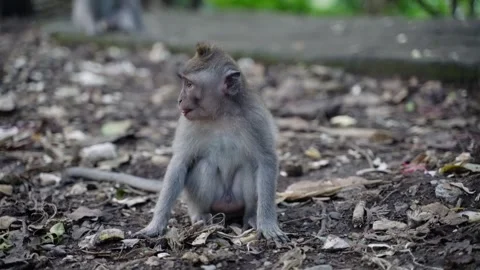 Young macaque monkey eating banana peel in forest monkey forest ubud Stock-Footage 330718023