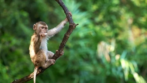 Young Macaque Monkey Eating While Perched on a Branch in Lush Green Foliage Stock Footage 296856147
