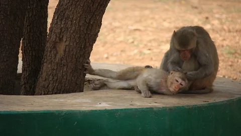 Young Macaque Monkey Grooming, India Stock Footage 94742963