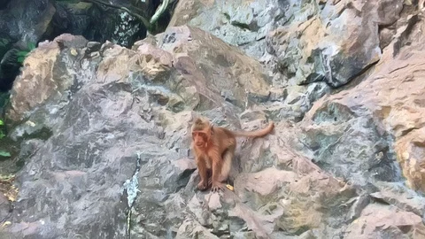 Young macaque monkey living on top of the stone hill in the wild, Lopburi Stock Footage 125525528