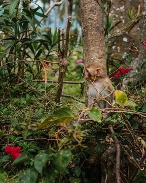 Young Macaque Monkey Looking Aside While Perching in Lush Tropical Shrubbery Stock Photos