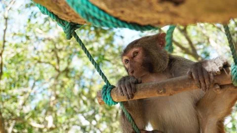 Young macaque monkey with multi-colored eyes sitting on tree branch Stock Photos