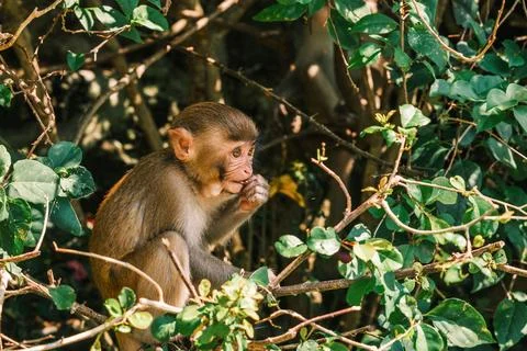 Young Macaque Monkey Perched in Lush Green Shrubbery Eating Food Stock Photos