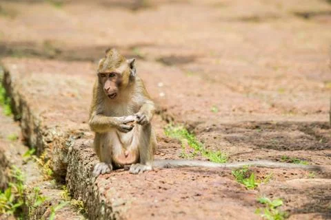 Young macaque monkey sitting and eating fruit. Stock Photos