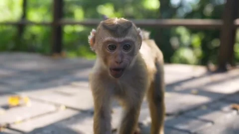 Young macaque monkey with surprised expression outdoors on a stone surface. Stock-Footage 296857377