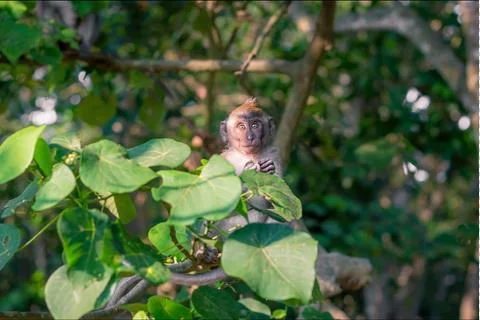 Young macaque monkey on a tree looking at camera while opening food in Bali Stock Photos