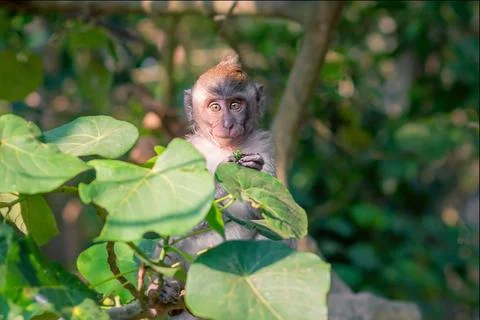 A young macaque monkey in a tree opening a piece of fruit in Bali, Indonesia Stock Photos