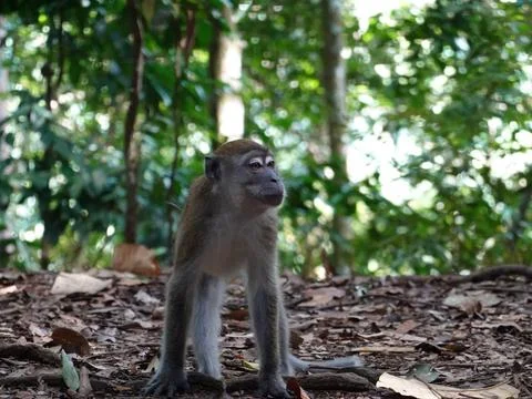 Young Macaque Monkey in Tropical Rainforest of Bukit Lawang Indonesia Fotos Stock