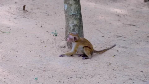 Young macaque monkeys play fighting during wildlife safari in Wilpattu National Stock Footage 336135893