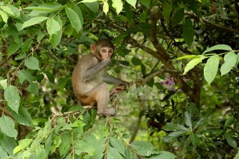 Young macaque perched on tree branch in natural habitat, holding foliage whil Stock Photos
