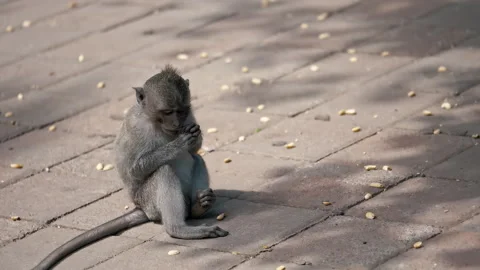 Young Macaque Primates Grooming In Their Sanctuary In Sacred Monkey Forest, Ubud Stock Footage 294657495