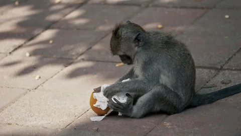Young Macaque Primates Grooming In Their Sanctuary In Sacred Monkey Forest, Ubud Stock Footage 294657528