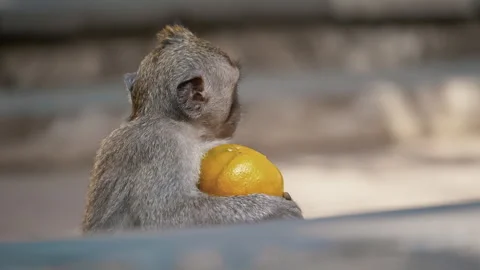 Young Macaque Primates Grooming In Their Sanctuary In Sacred Monkey Forest, Ubud Video stock 294657597