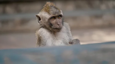 Young Macaque Primates Grooming In Their Sanctuary In Sacred Monkey Forest, Ubud Video stock 294657627