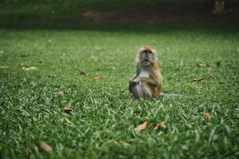 Young macaque sitting alone on grass field. Stock Photos