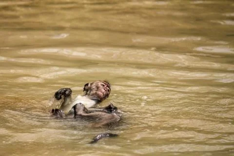A young macaque swims on it's back in a pool of water left behind at low tide on Stock Photos