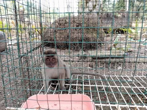 A Young Macaque's Captivity: A Glimpse into Wildlife Confinement Stock Photos
