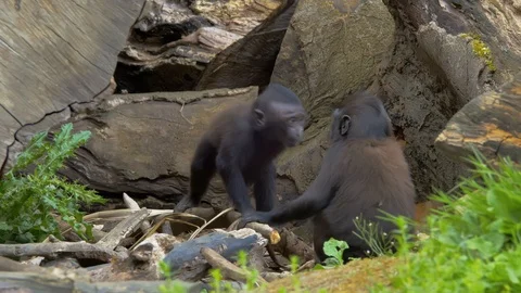 Young Macaques playing and running away Stock Footage 114601293