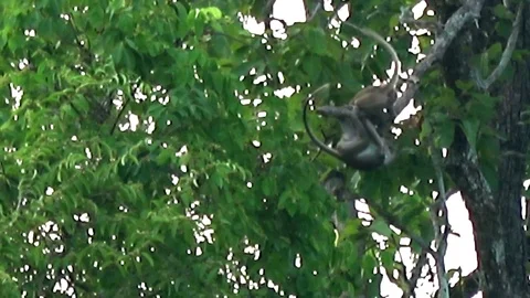 Young Macaques playing, Cambodia Video stock 121616840