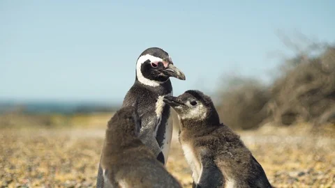 Young Magellan Pinguins Babies in a natural environment. Stock Footage