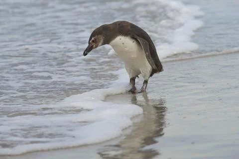 Young Magellanic Penguin Stock Photos