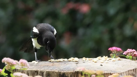 Young magpie bird close up eats nuts Video stock 247448382
