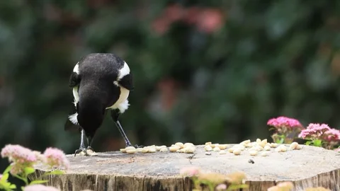 Young magpie bird close up eats nuts Stock Footage 247468494