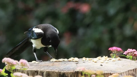 Young magpie bird close up eats nuts Stock Footage 247489478