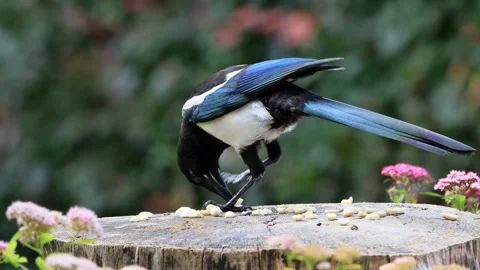 Young magpie bird close up eats nuts Stock Footage 261987175