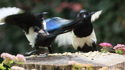 Young magpie bird close up eats nuts Stock Footage 262021445