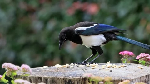 Young magpie bird close up eats nuts Stock Footage 290521761