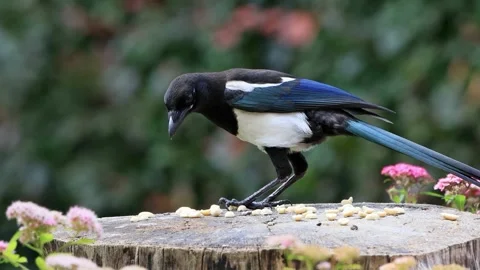 Young magpie bird close up eats nuts Stock Footage 290771328