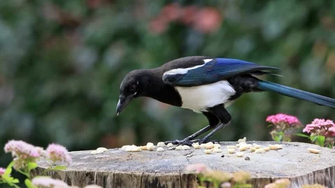 Young magpie bird close up eats nuts Stock Footage 290776226