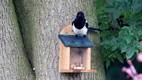 Young magpie looking for food without success Stock Footage 247447713