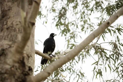 Young Magpie Stock Photos