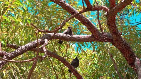 Young Magpies Stock Footage 282847530