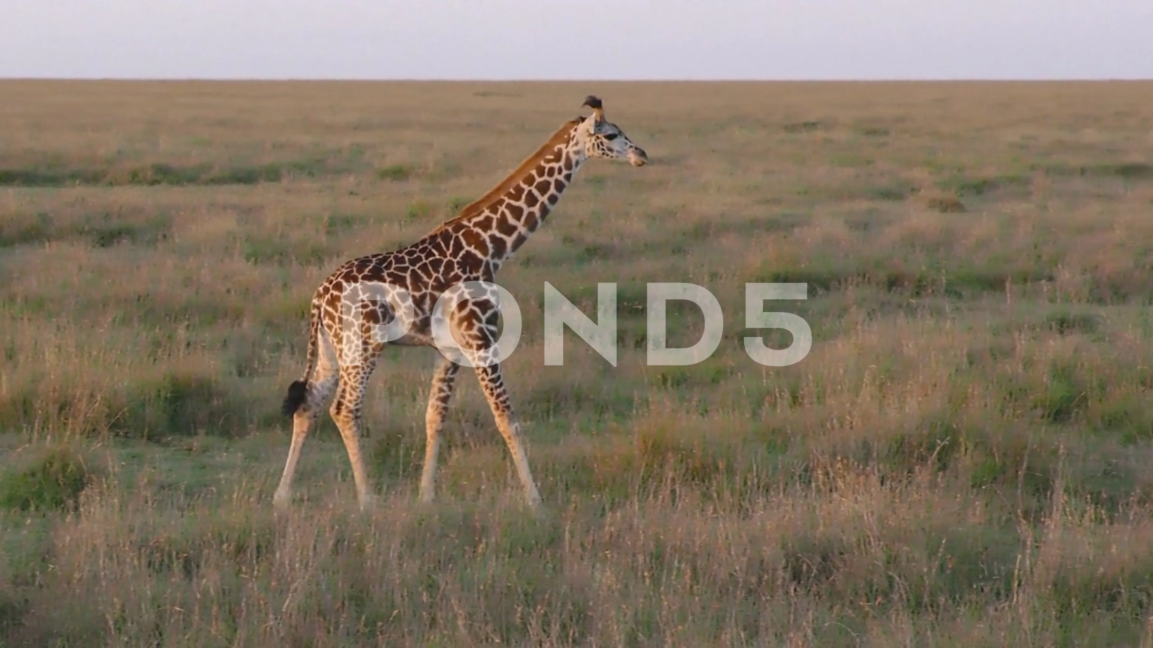 giraffe sunrise