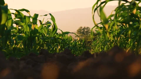 Young maize corn in the cornfield with blowing wind in evening Stock Footage 166790526