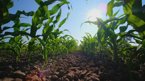 Young maize corn in cornfield with blowing wind with sun shines Stock Footage 167105059