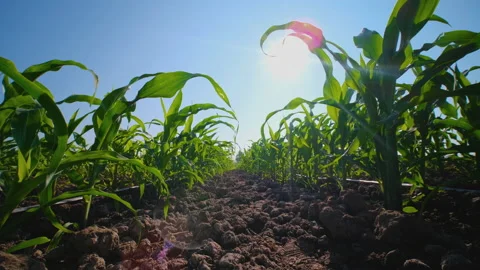 Young maize corn in cornfield with blowing wind with sun shines Stock Footage 167531979