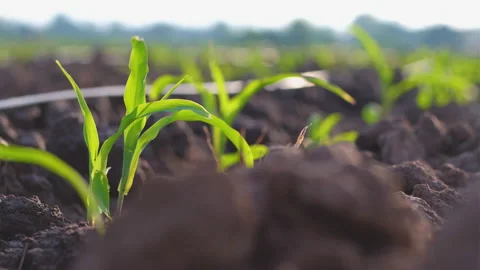 Young maize corn in the cornfield with blowing wind Video stock 167787126