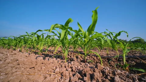 Young maize corn in the cornfield  on blue sky at countryside Thailand Stock Footage 167105063