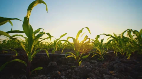 Young maize corn in the cornfield in evening and light shines sunset Stock Footage 167104929