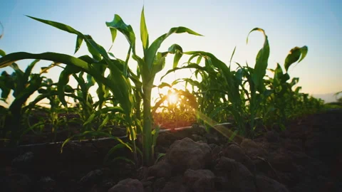 Young maize corn in the cornfield in evening and light shines sunset Stock Footage 167105025